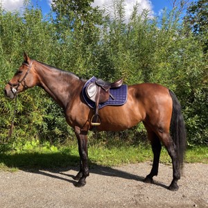 AB springonderlegger Carlos
